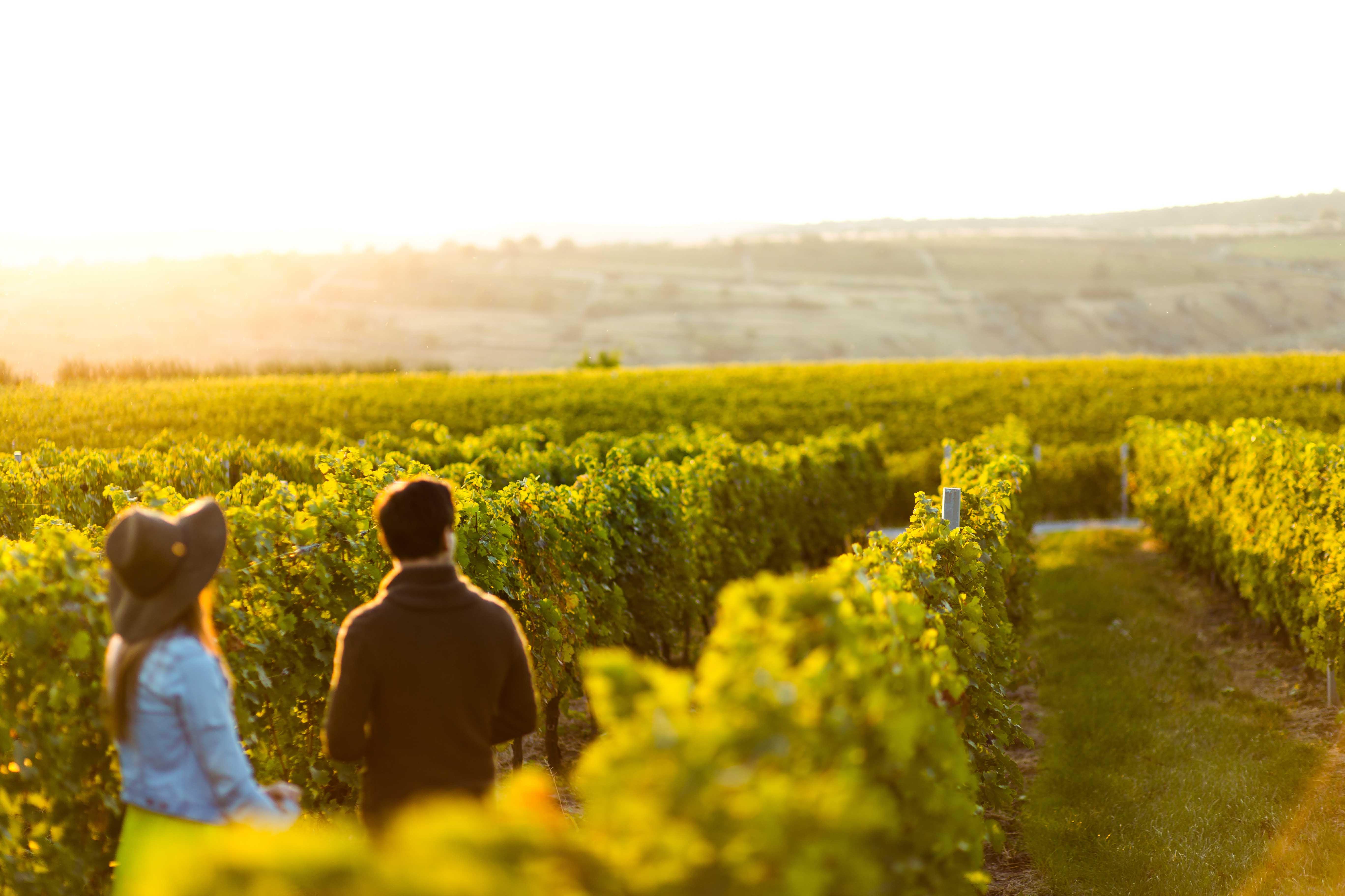 Porto Carras Meliton Hotel Neos Marmaras Exterior photo Vineyards in the Columbia Valley